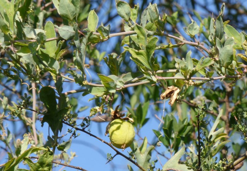 Passiflora mooreana, photographed by Pablo H Capovilla