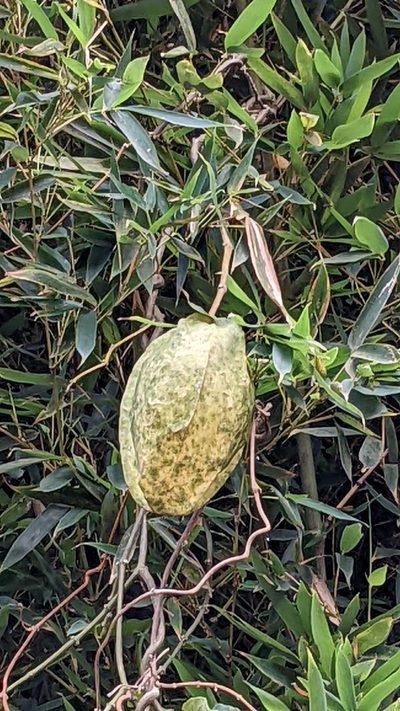 Gonolobus edulis, photographed by Jake Rehage