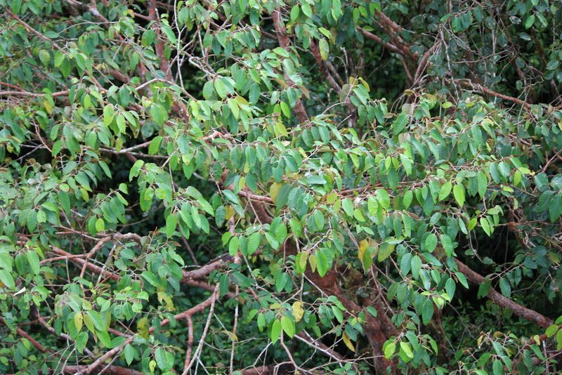Vismia baccifera, photographed by Ashwin Srinivasan