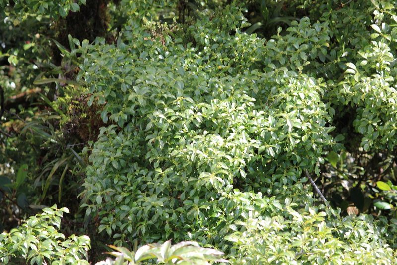 Ilex lamprophylla, photographed by Ashwin Srinivasan
