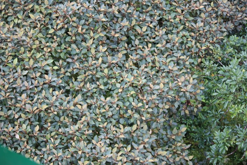 Hampea appendiculata, photographed by Ashwin Srinivasan