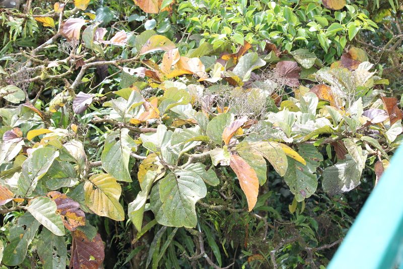 Cordia cymosa, photographed by Ashwin Srinivasan