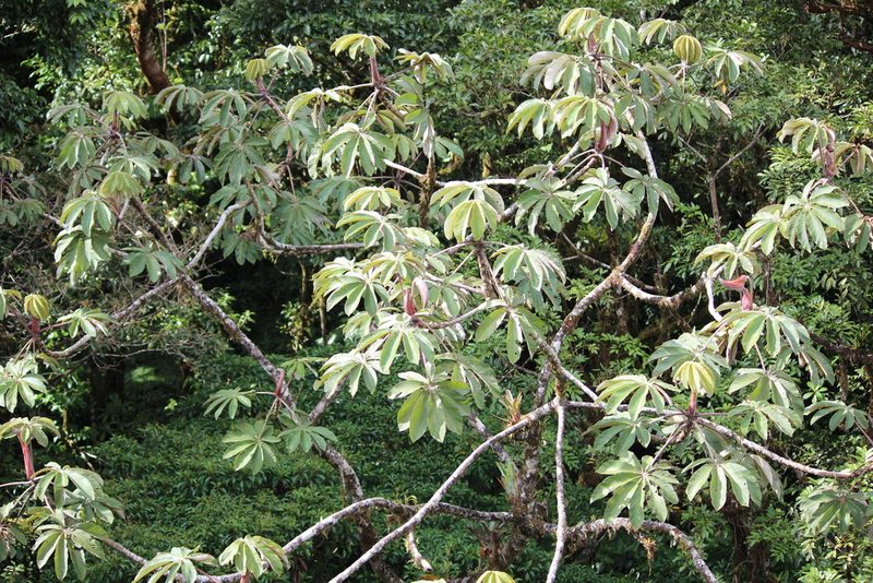 Cecropia angustifolia, photographed by Ashwin Srinivasan
