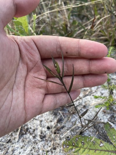 Dichanthelium webberianum, photographed by Brandon Corder