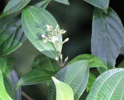 Miconia cooperi, photographed by Ashwin Srinivasan