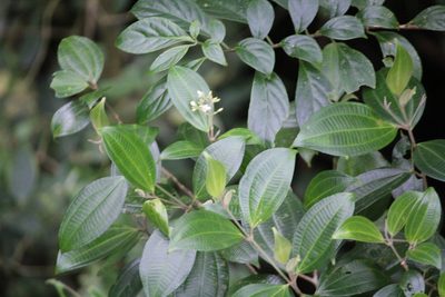 Miconia cooperi, photographed by Ashwin Srinivasan