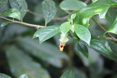 Drymonia rubra, photographed by Ashwin Srinivasan