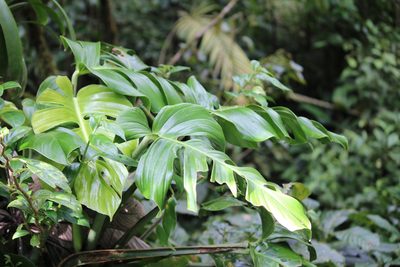 Monstera monteverdensis, photographed by Ashwin Srinivasan