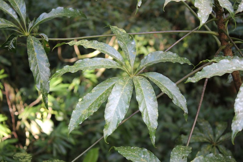 Oreopanax xalapensis, photographed by Ashwin Srinivasan