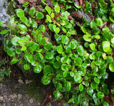Saxifraga hirsuta, photographed by Jon Mortin