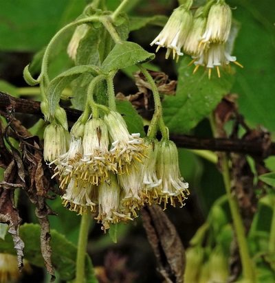 Trixis grisebachii, photographed by Hugo Hulsberg