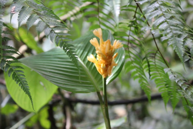 Goeppertia marantifolia, photographed by Ashwin Srinivasan