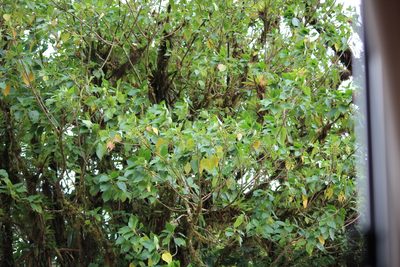 Tournefortiopsis crispiflora, photographed by Ashwin Srinivasan