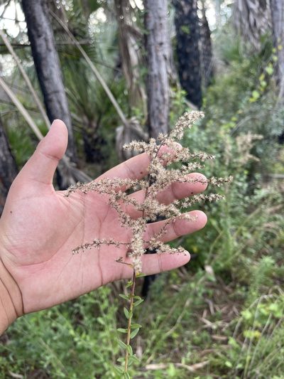 Solidago tortifolia, photographed by Brandon Corder