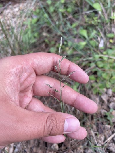 Eragrostis atrovirens, photographed by Brandon Corder