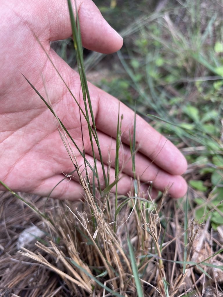 Eragrostis atrovirens, photographed by Brandon Corder