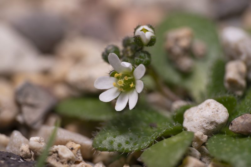 Draba praecox, photographed by Eleftherios Katsillis