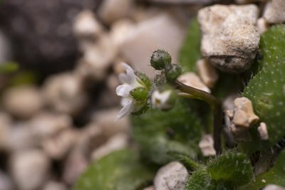 Draba praecox, photographed by Eleftherios Katsillis