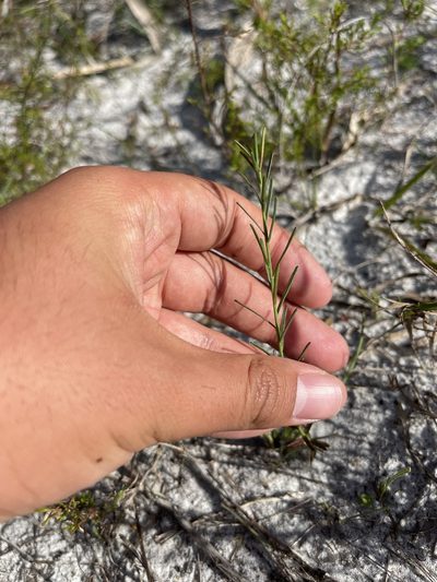 Euphorbia polyphylla, photographed by Brandon Corder