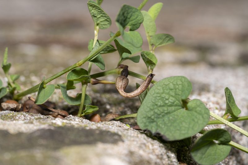 Aristolochia parvifolia, photographed by Eleftherios Katsillis