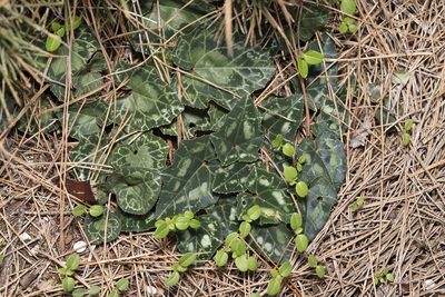 Cyclamen maritimum, photographed by Eleftherios Katsillis