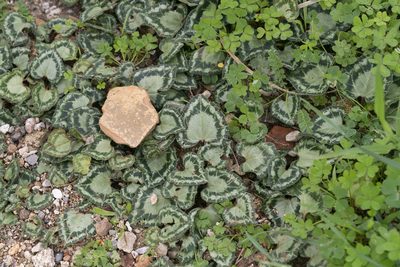 Cyclamen maritimum, photographed by Eleftherios Katsillis