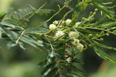 Acacia irrorata, photographed by Greg Tasney