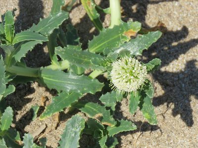 Calycera crassifolia, photographed by Gonzalo Roget