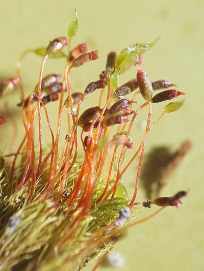 Calcidicranella varia, photographed by Jonathan Hughes
