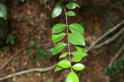 Backhousia myrtifolia, photographed by Greg Tasney