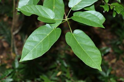 Sterculia quadrifida, photographed by Greg Tasney