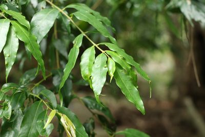 Syzygium floribundum, photographed by Greg Tasney