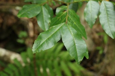 Pararchidendron pruinosum, photographed by Greg Tasney
