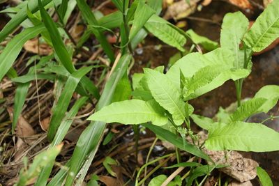 Rumex brownii, photographed by Greg Tasney