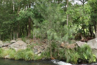 Casuarina cunninghamiana, photographed by Greg Tasney