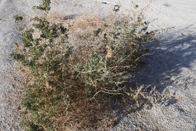Atriplex lentiformis, photographed by Mike Ostrowski