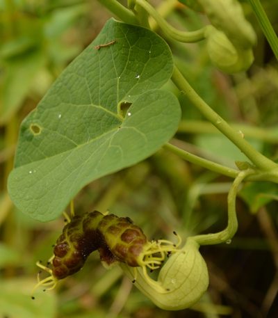 Aristolochia fimbriata, photographed by E Santos Ortega