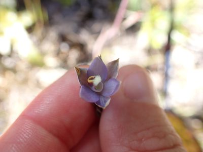 Thelymitra hatchii, photographed by Lisa Bennett