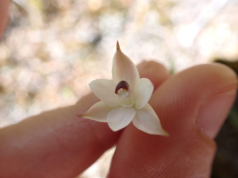 Thelymitra longifolia, photographed by Lisa Bennett