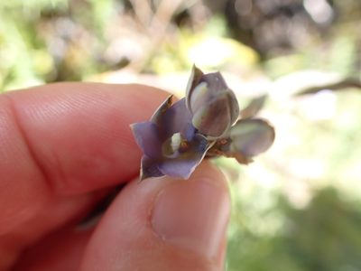 Thelymitra hatchii, photographed by Lisa Bennett