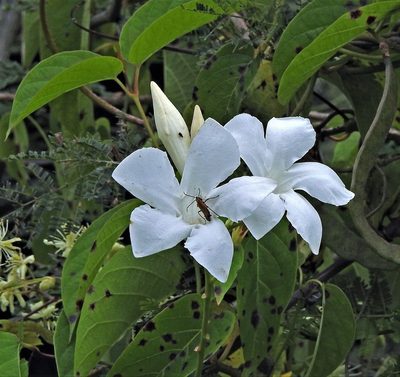 Mandevilla laxa, photographed by Hugo Hulsberg