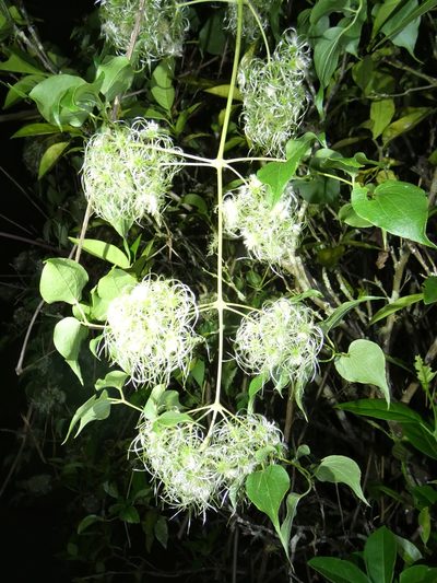 Clematis acapulcensis, photographed by Kai Squires