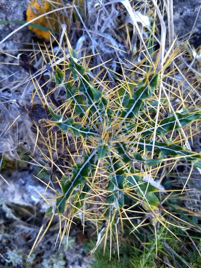 Ptilostemon hispanicus, photographed by Rhonda Ridley