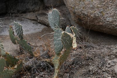 Opuntia phaeacantha, photographed by Mike Ostrowski