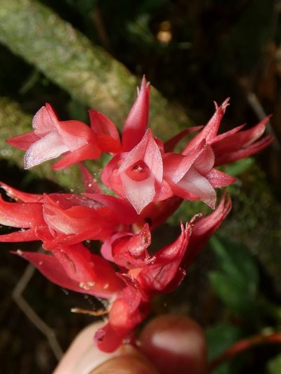 Stenorrhynchos albidomaculatum, photographed by Kai Squires