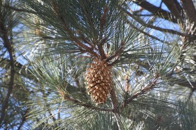 Pinus coulteri, photographed by Mike Ostrowski