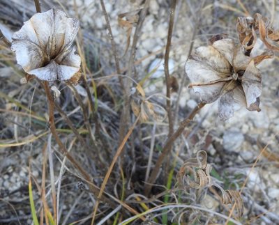 Oenothera macrocarpa, photographed by saltyhiker