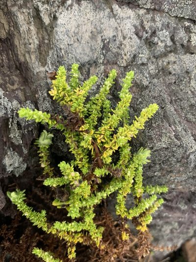 Trichogalium ericoides, photographed by Florencia Grattarola
