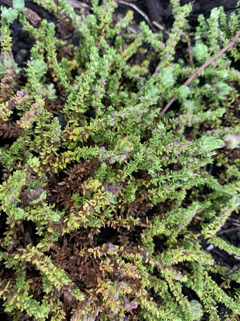 Trichogalium ericoides, photographed by Florencia Grattarola