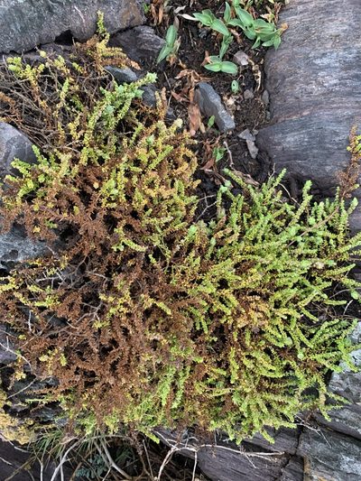 Trichogalium ericoides, photographed by Florencia Grattarola
